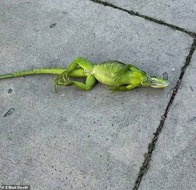 Massive Polar Vortex Brings Deep Freeze to Half of U.S., With Temperatures Far Below Normal