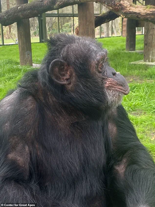 From Spotlight to Serenity: Bubbles the Chimpanzee Finds Peace in Florida Retirement, as Center Director Notes, 'He’s Finally Living the Quiet Life He Deserved'