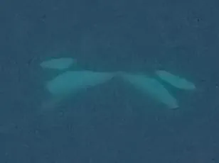 Rogue 'Gladiator' Orcas Led by White Gladis Launch Relentless Attacks on Vessels in Strait of Gibraltar Since 2020