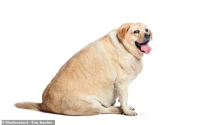 Over Half of British Dogs Are Overweight or Obese, Experts Warn of Growing Health Crisis