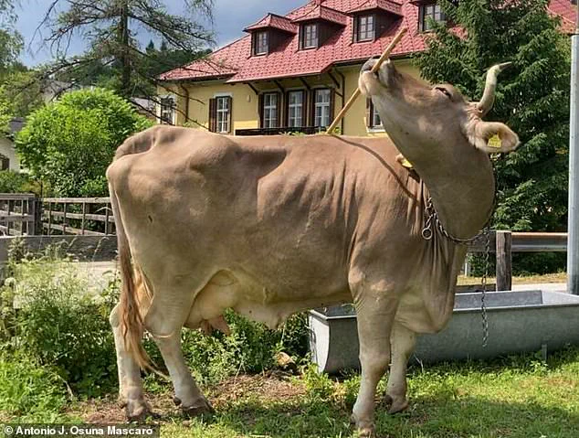 Veronika the Cow: A Scientific Revolution in Carinthia