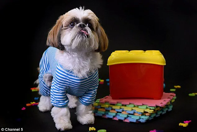 Veronika the Cow: A Scientific Revolution in Carinthia