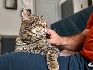 Britain's Furry Friends Face Naming Shift as Trendy Choices Outpace Classics