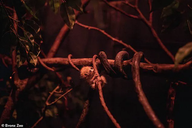 Bronx Zoo Celebrates Birth of Endangered Baby Pygmy Slow Loris at New World of Darkness Exhibit
