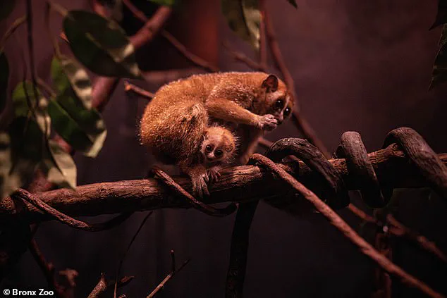 Bronx Zoo Celebrates Birth of Endangered Baby Pygmy Slow Loris at New World of Darkness Exhibit