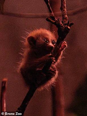 Bronx Zoo Celebrates Birth of Endangered Baby Pygmy Slow Loris at New World of Darkness Exhibit
