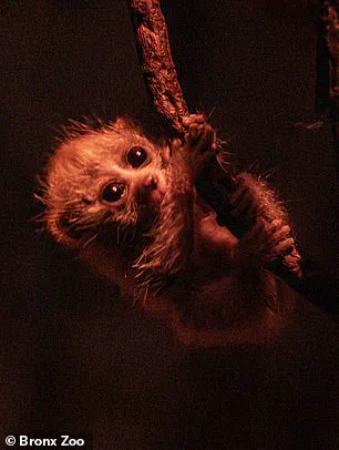 Bronx Zoo Celebrates Birth of Endangered Baby Pygmy Slow Loris at New World of Darkness Exhibit