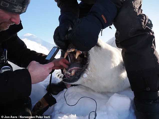 Polar Bears in Svalbard Defy Ice Loss by Bulking Up, Study Reveals