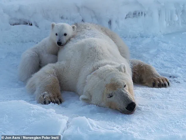 Polar Bears in Svalbard Defy Ice Loss by Bulking Up, Study Reveals
