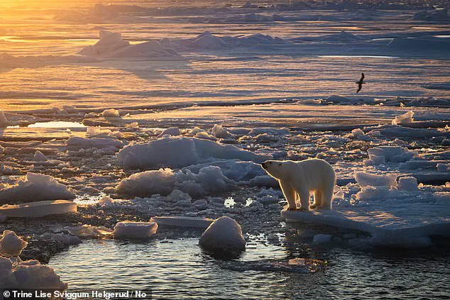 Polar Bears in Svalbard Defy Ice Loss by Bulking Up, Study Reveals