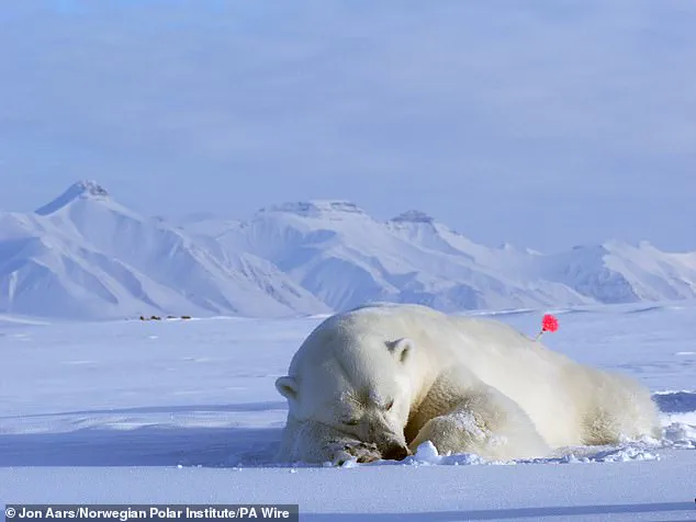 Polar Bears in Svalbard Defy Ice Loss by Bulking Up, Study Reveals