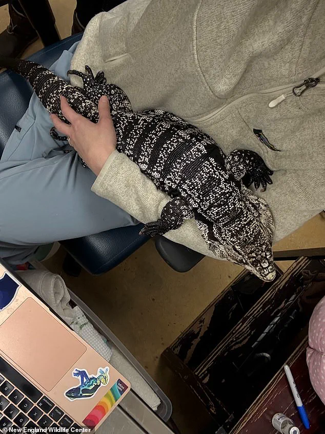 Rhode Island Resident Discovers Buried Tegu Lizard During Winter Storm