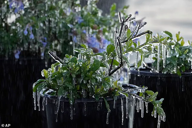 Bomb Cyclone Brings Freezing Temperatures and Wind Chill to Southeast US, Disrupting Communities and Infrastructure