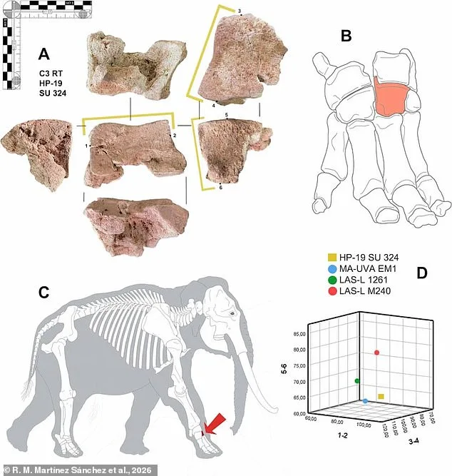 A Weathered Bone Beneath a Spanish Hospital May Finally Prove Hannibal's Legendary Elephant Crossing