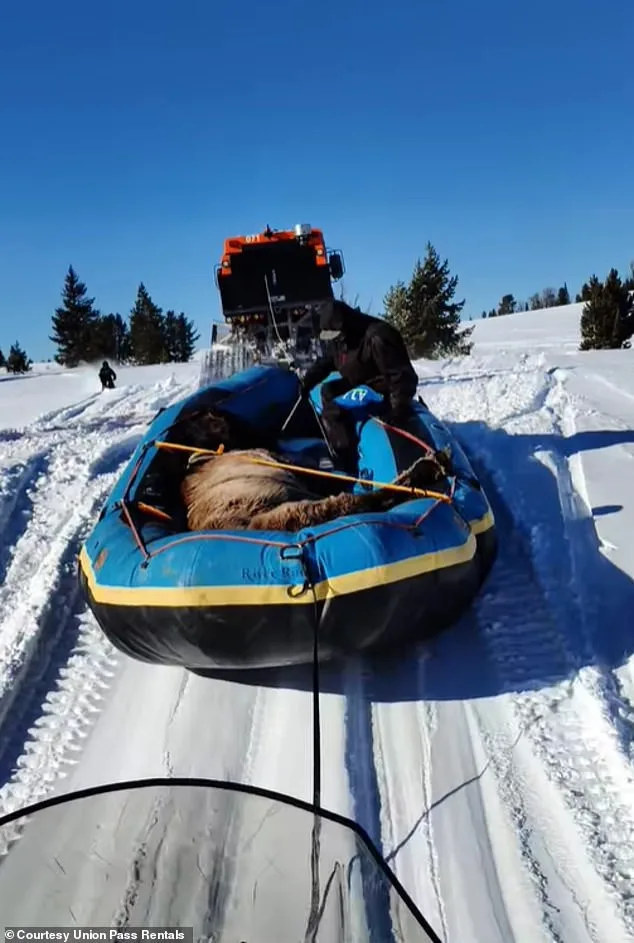 How a Stubborn Horse Survived 7 Months in the Wild – and Inspired an Unlikely Rescue