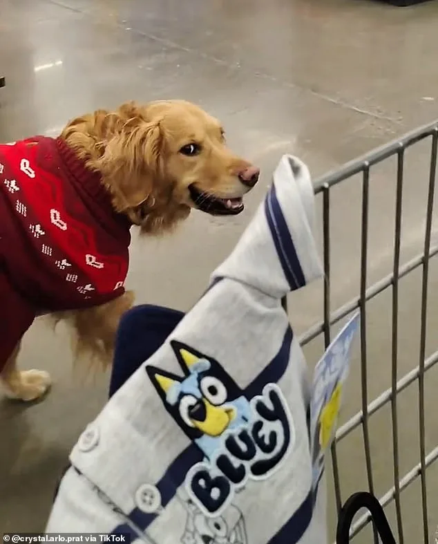 Walmart shopper alleges employees violated ADA by targeting her service dog for not being on a leash