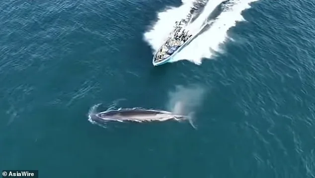 Bryde's Whale Collides with Fishing Boat Near Weizhou Island, Guangxi, Sustaining a Long White Scar