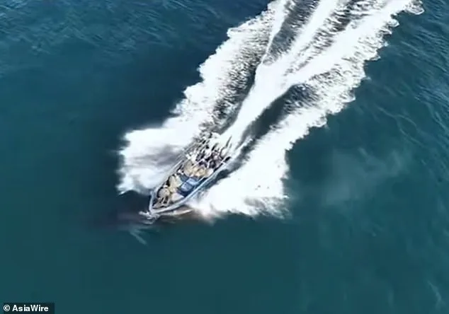 Bryde's Whale Collides with Fishing Boat Near Weizhou Island, Guangxi, Sustaining a Long White Scar