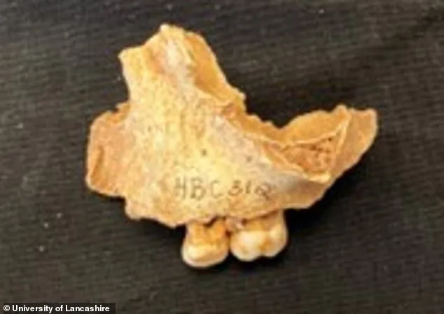 Reanalysis of 11,000-Year-Old Remains Reveals Britain's 'Oldest Northerner' Was a Three-Year-Old Girl