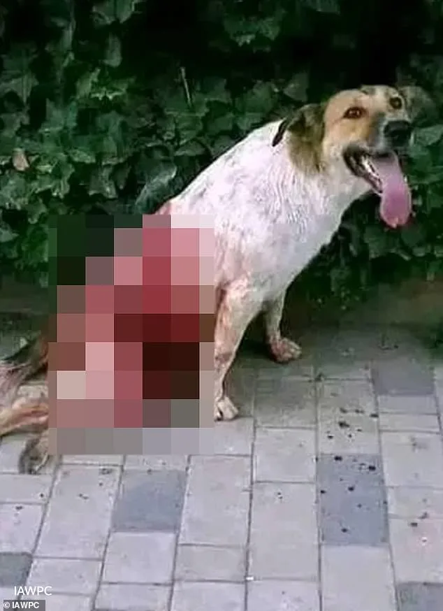 Morocco's Alleged Stray Dog Cull Sparks Global Outrage Ahead of 2030 World Cup
