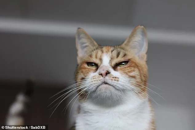 Study Reveals Cats' Independence Challenges Cultural Beliefs About Pets