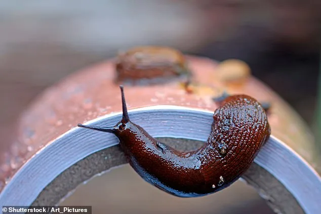 UK Braces for 'Slugageddon' as Wettest February Fuels Slug Surge