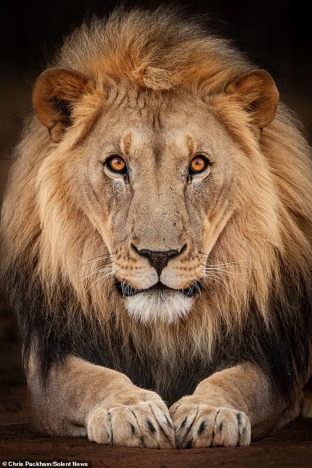 From Scientific Expert to Artist: Chris Packham's Debut Photography Exhibit 'More Beautiful Than You