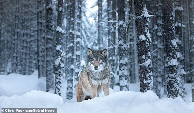 From Scientific Expert to Artist: Chris Packham's Debut Photography Exhibit 'More Beautiful Than You