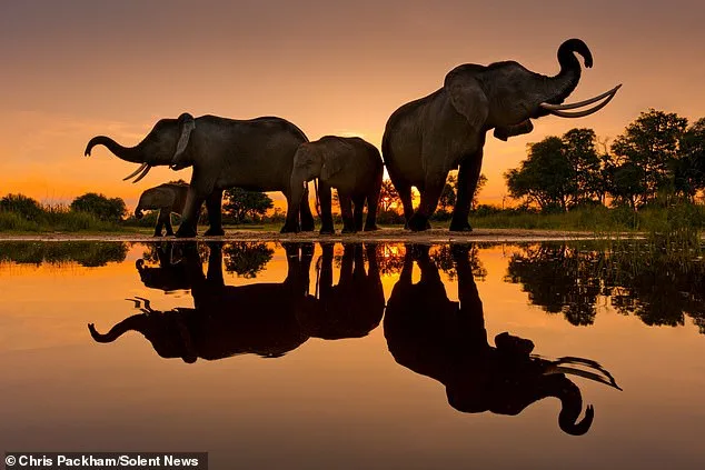 From Scientific Expert to Artist: Chris Packham's Debut Photography Exhibit 'More Beautiful Than You