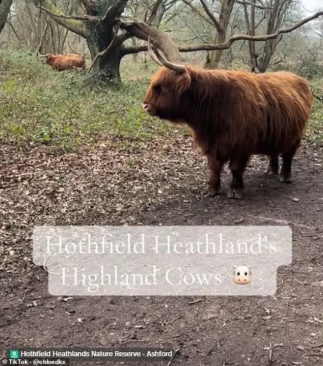 Social Media Frenzy Sparks Concern for Highland Cows and Kent Reserve's Ecosystem