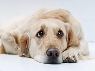 Groundbreaking Study Reveals Seven Subtypes of Hyperarousal, Redefining Stress-Related Disorders