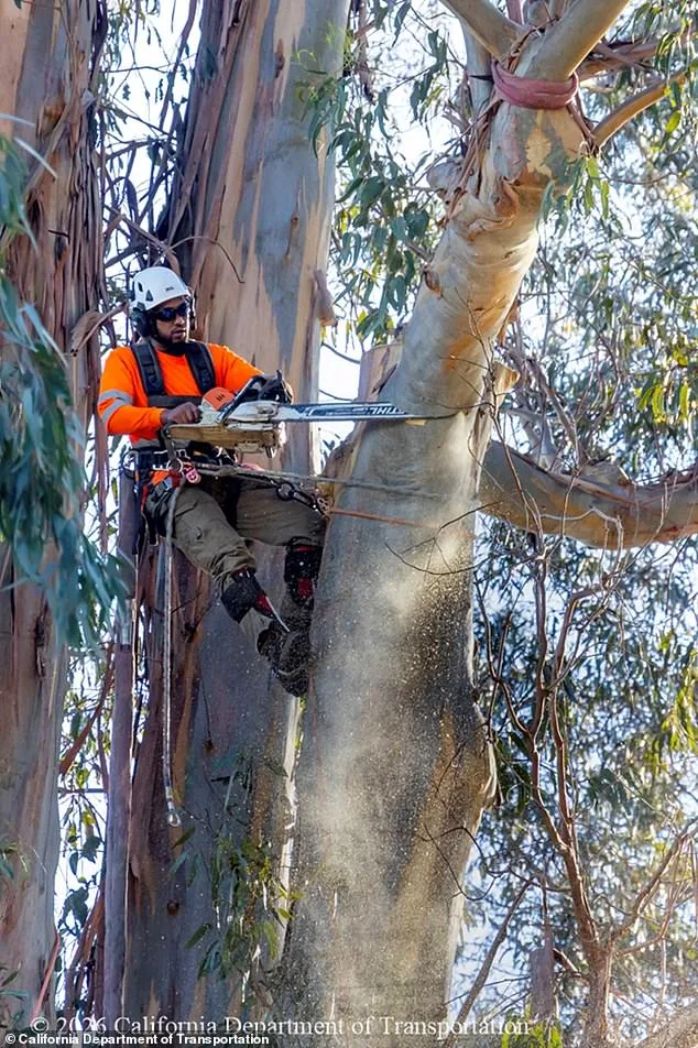 Burlingame's 'City of Trees' Battles Loss of Iconic Eucalyptus Groves Amid $173 Million Roadway Project