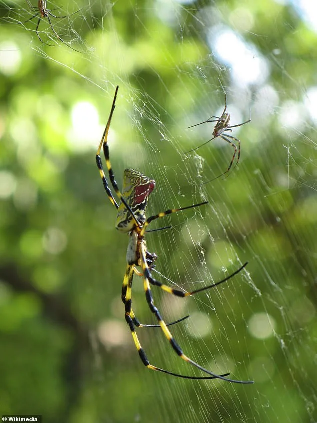 Ballooning Spiders Spread Across U.S. as Experts Warn of Nationwide Expansion