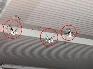 Ballooning Spiders Spread Across U.S. as Experts Warn of Nationwide Expansion