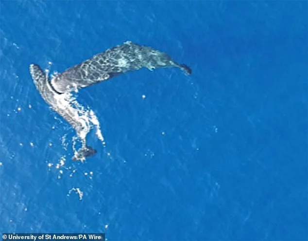 Sperm Whales' Headbutting Behavior Confirmed by Drone Footage, Moby Dick's Legend Proven