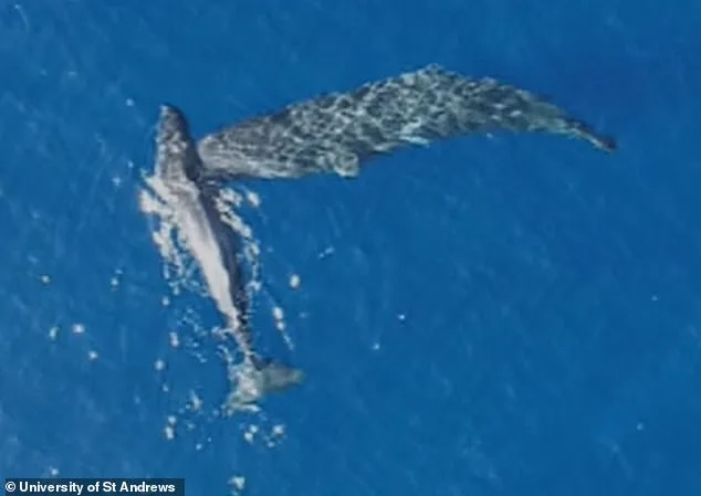 Sperm Whales' Headbutting Behavior Confirmed by Drone Footage, Moby Dick's Legend Proven