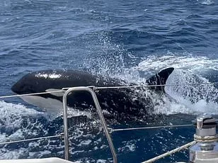 Sperm Whales' Headbutting Behavior Confirmed by Drone Footage, Moby Dick's Legend Proven