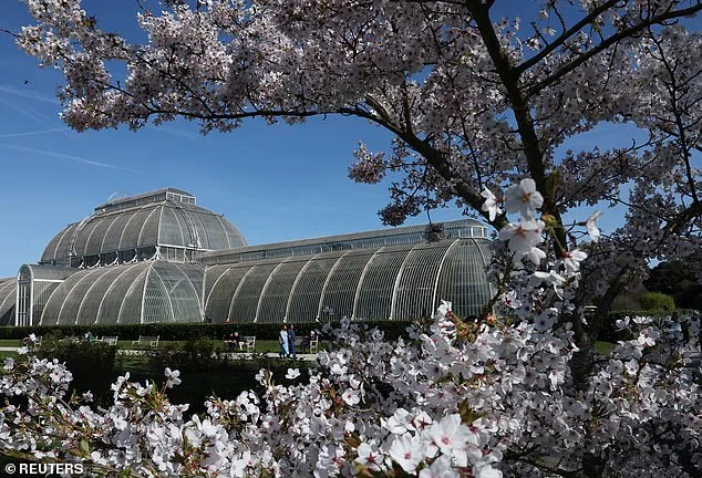 Britain's 'Weather Whiplash' Yields Unexpected Cherry Blossom Spectacle