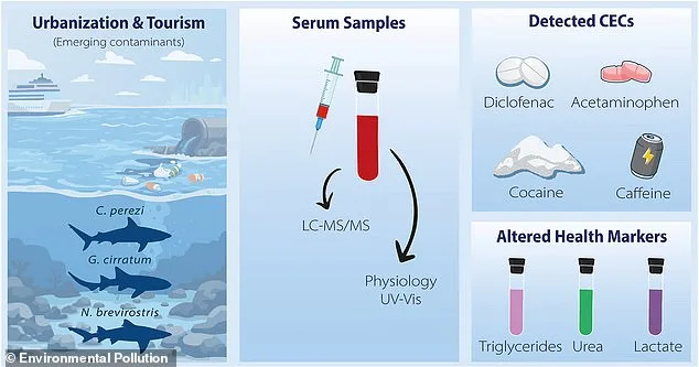 Sharks in Bahamas Found with Cocaine, Caffeine, and Painkillers in Blood