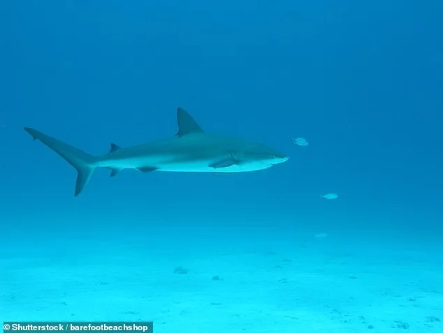Sharks in Bahamas Found with Cocaine, Caffeine, and Painkillers in Blood