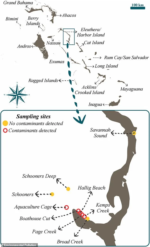 Sharks in Bahamas Found with Cocaine, Caffeine, and Painkillers in Blood