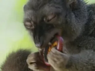 Sharks in Bahamas Found with Cocaine, Caffeine, and Painkillers in Blood