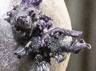 Historic ISS Evacuation Triggered by Astronaut's Sudden Medical Crisis