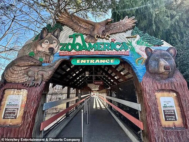 Toddler's Hand Caught in Wolf's Mouth at Hersheypark Zoo as Parents Charged Over Phone Negligence