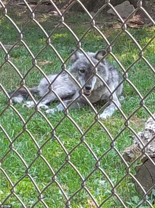 Toddler's Hand Caught in Wolf's Mouth at Hersheypark Zoo as Parents Charged Over Phone Negligence