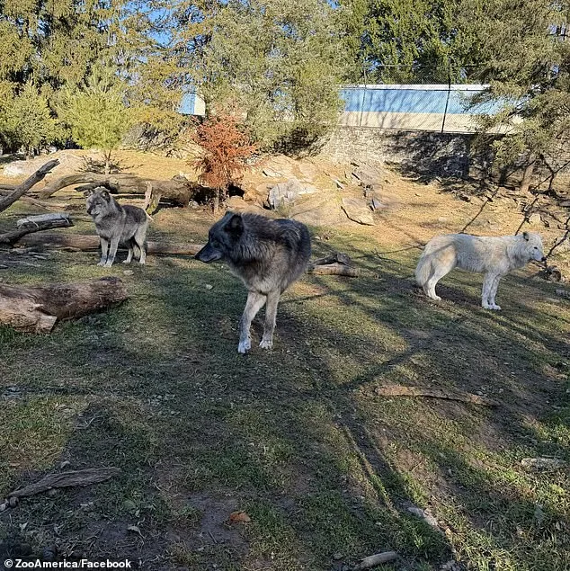 Toddler's Hand Caught in Wolf's Mouth at Hersheypark Zoo as Parents Charged Over Phone Negligence