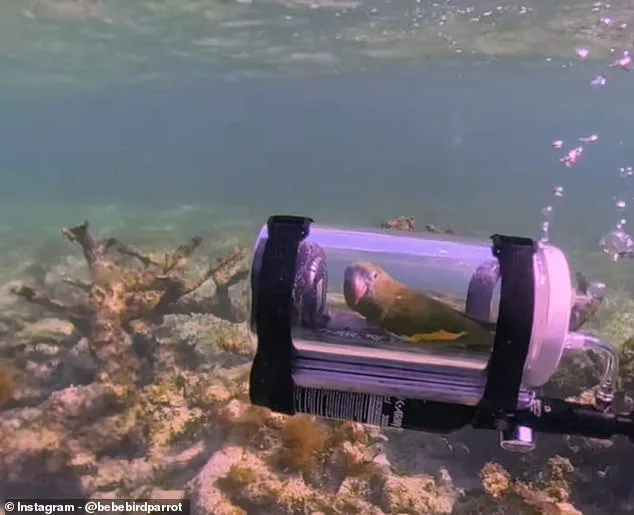 Bebe the Parakeet's Submarine Snorkel Sparks Viral Fame and Ethics Debate