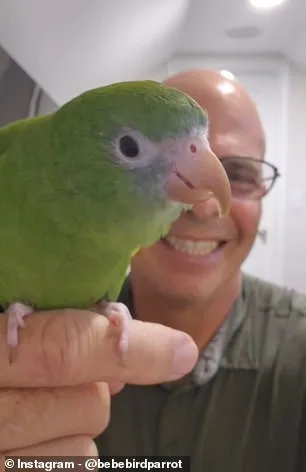 Bebe the Parakeet's Submarine Snorkel Sparks Viral Fame and Ethics Debate