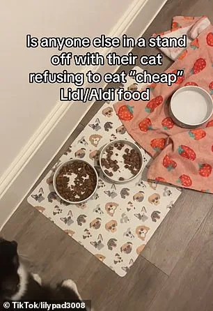 Why Cats Abandon Meals: Study Links Disinterest to Scent Desensitization