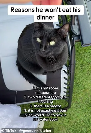 Why Cats Abandon Meals: Study Links Disinterest to Scent Desensitization